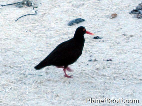 African Oystercatcher (Haematopus moquini)