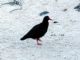 African Oystercatcher (Haematopus moquini) 