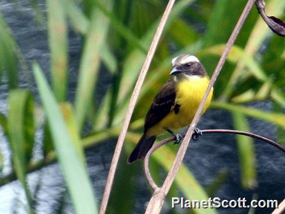 Social Flycatcher (Myiozetetes similis)