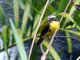 Social Flycatcher (Myiozetetes similis)