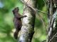 Amazon Dwarf Squirrel (Microsciurus flaviventor) 