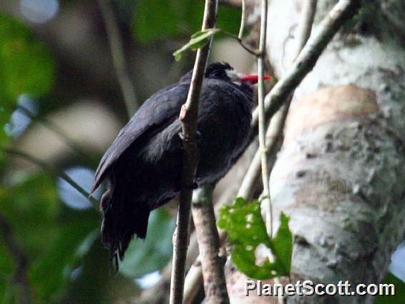 White-fronted Nunbird (Monasa morphoeus)