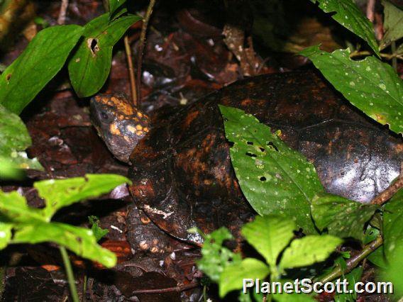 Brazilian Giant Tortoise (Chelonoidis denticulatus)