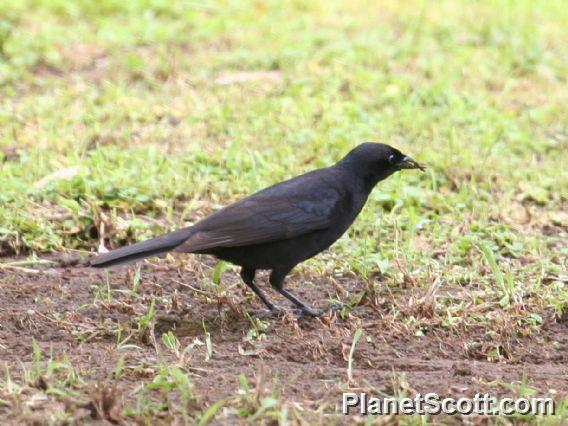 Shiny Cowbird (Molothrus bonariensis)