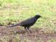 Shiny Cowbird (Molothrus bonariensis) 