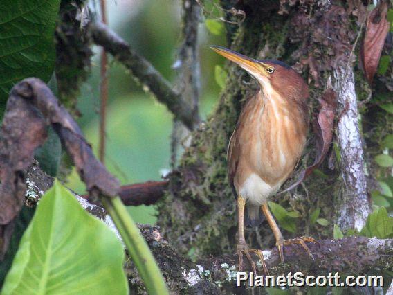 Least Bittern (Botaurus exilis)