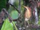 Least Bittern (Ixobrychus exilis) 