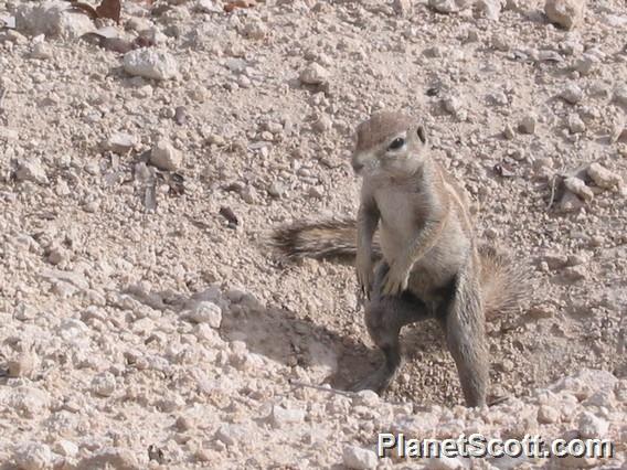 Cape Ground Squirrel (Geosciurus inauris)