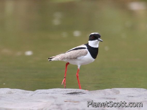 Pied Plover (Hoploxypterus cayanus)
