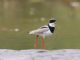 Pied Lapwing (Vanellus cayanus) 