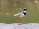 Pied Lapwing (Vanellus cayanus)