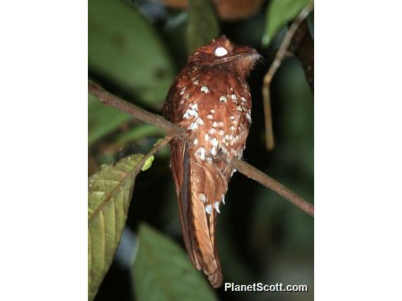 Rufous Potoo (Phyllaemulor bracteatus)