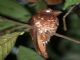 Rufous Potoo (Nyctibius bracteatus) 