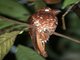 Rufous Potoo (Nyctibius bracteatus)