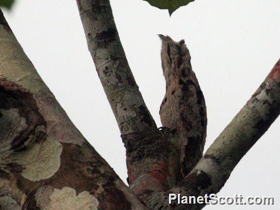 Common Potoo (Nyctibius griseus)