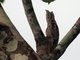 Common Potoo (Nyctibius jamaicensis)