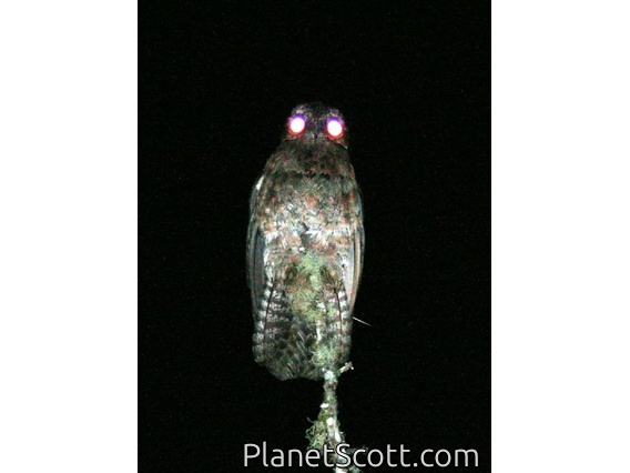 Common Potoo (Nyctibius jamaicensis) 