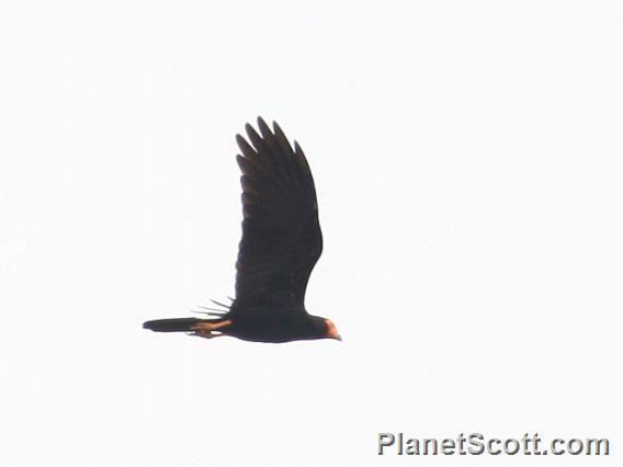 Black Caracara (Daptrius ater)