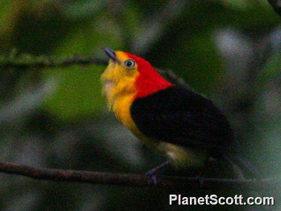 Wire-tailed Manakin (Pipra filicauda)