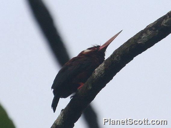 White-eared Jacamar (Galbalcyrhynchus leucotis)