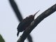 White-eared Jacamar (Galbalcyrhynchus leucotis)