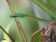 Black-skinned Parrot Snake (Leptophis nigromarginatus)