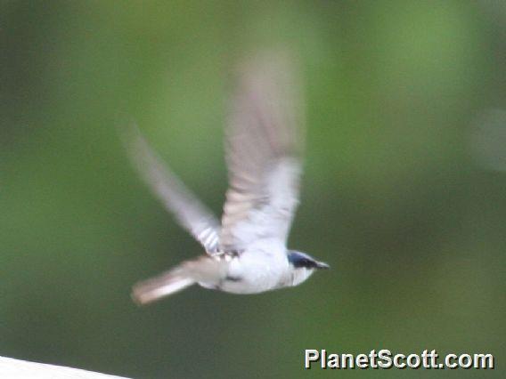 White-winged Swallow (Tachycineta albiventer)