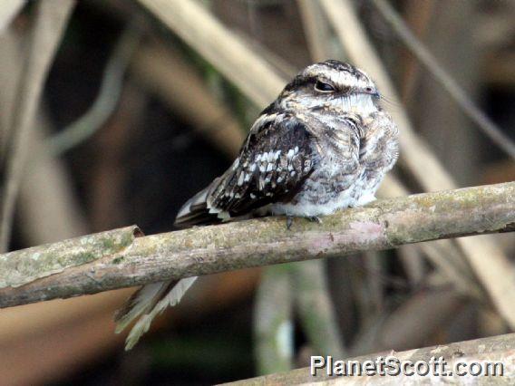 Ladder-tailed Nightjar (Hydropsalis climacocerca)