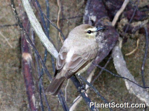 Drab Water Tyrant (Ochthornis littoralis)