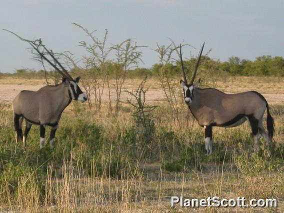 Gemsbok (Oryx gazella)