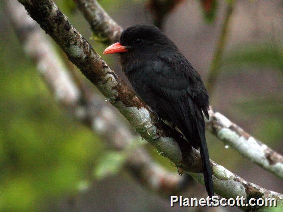 Black-fronted Nunbird (Monasa nigrifrons)