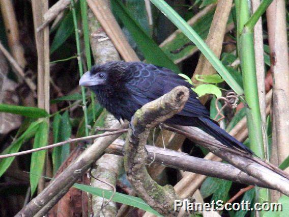 Greater Ani (Crotophaga major)