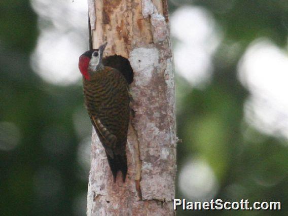 Spot-breasted Woodpecker (Colaptes punctigula)