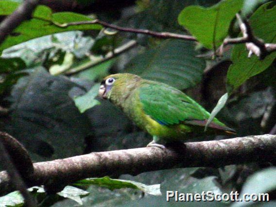 Scarlet-shouldered Parrotlet (Touit huetii)