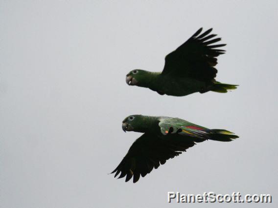 Mealy Parrot (Amazona farinosa)