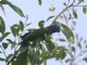 Blue-headed Parrot (Pionus menstruus) 