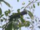 Blue-headed Parrot (Pionus menstruus)