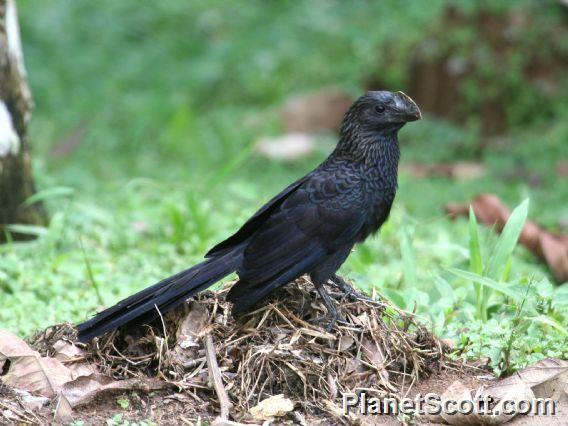 Smooth-billed Ani (Crotophaga ani)