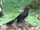 Smooth-billed Ani (Crotophaga ani) 