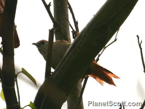 Parker's Spinetail (Cranioleuca vulpecula)