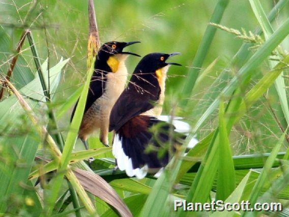 Black-capped Donacobius (Donacobius atricapilla)