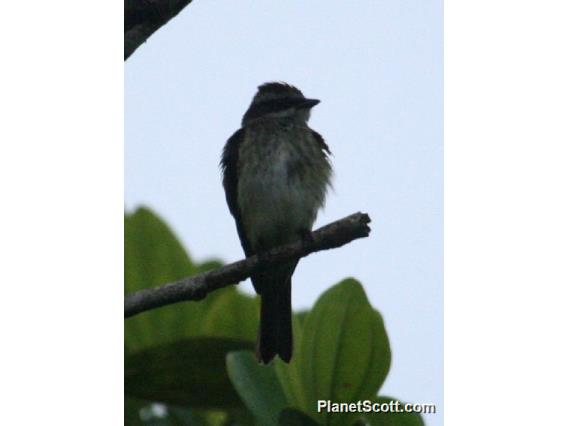 Piratic Flycatcher (Legatus leucophaius)