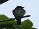 Piratic Flycatcher (Legatus leucophaius) 