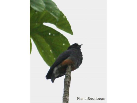 Swallow-winged Puffbird (Chelidoptera tenebrosa)