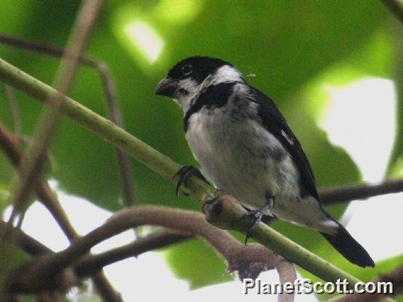 Wing-barred Seedeater (Sporophila americana)