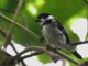 Wing-barred Seedeater (Sporophila americana) 