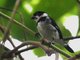 Wing-barred Seedeater (Sporophila americana)