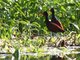 Wattled Jacana (Jacana jacana)
