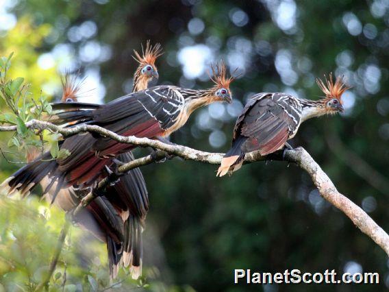 Hoatzin (Opisthocomus hoazin)