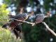 Hoatzin (Opisthocomus hoazin) 